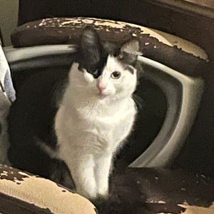 Meet your Posher, Dylan